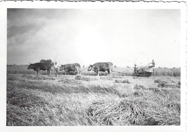 moisson 4