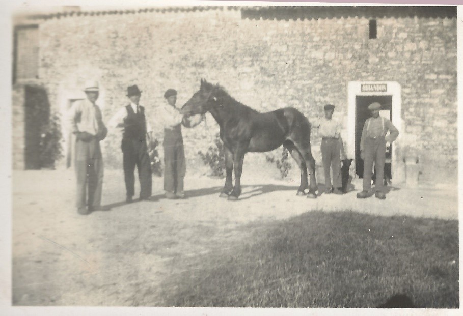 cheval  Ribandon