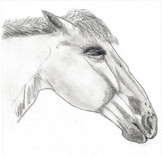 tete de cheval