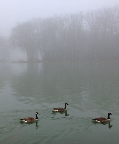 Brume  canal de Sceaux