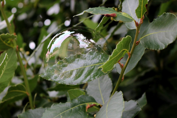 bulle