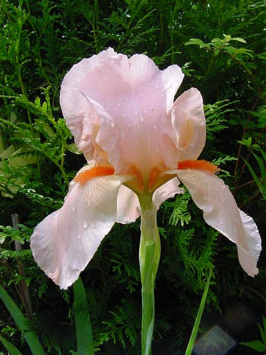 Iris