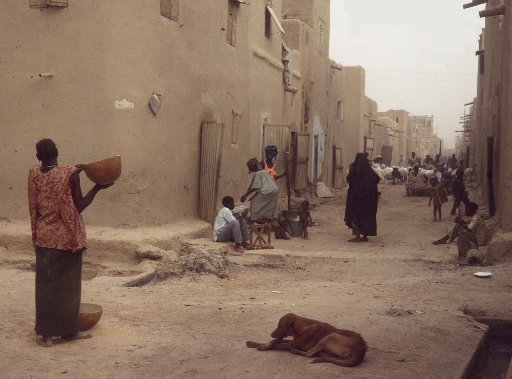 rue chien