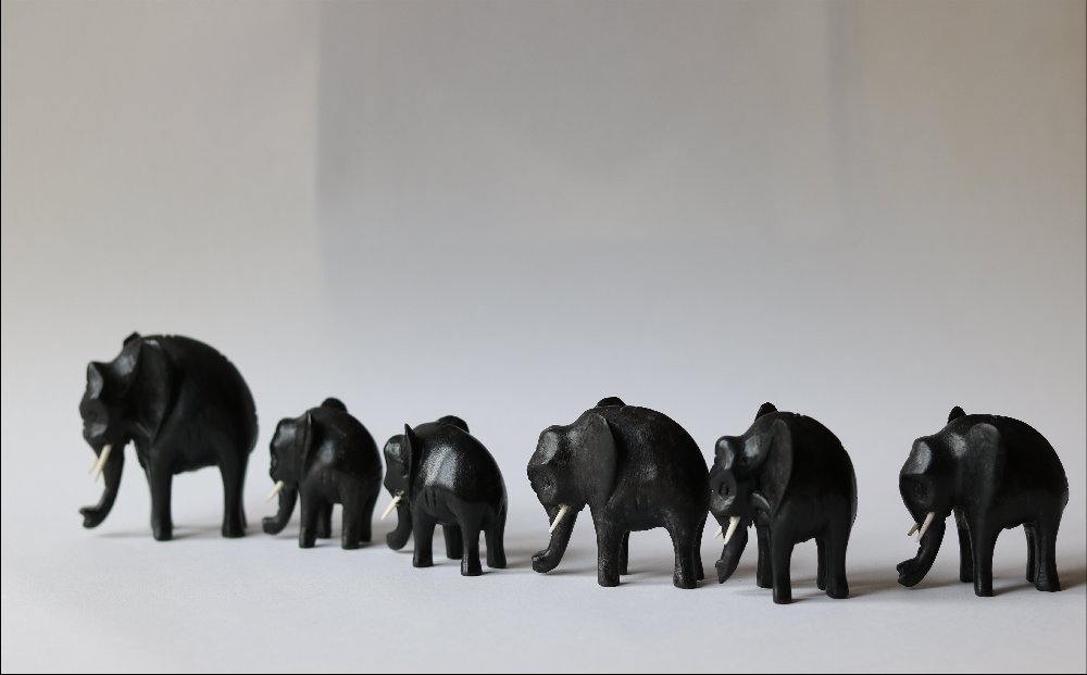 troupeau d'lphants